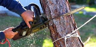 How Our Tree Care Process Works  in  Florida Ridge, FL