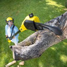 Best Tree Health Inspection  in Orida Ridge, FL