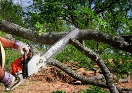 Best Commercial Tree Services  in Orida Ridge, FL