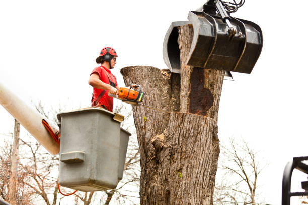 Florida Ridge, FL Tree Removal Services Company