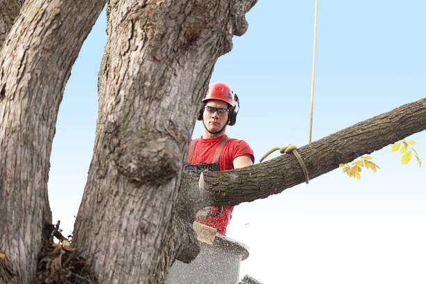 Best Fruit Tree Pruning  in Orida Ridge, FL