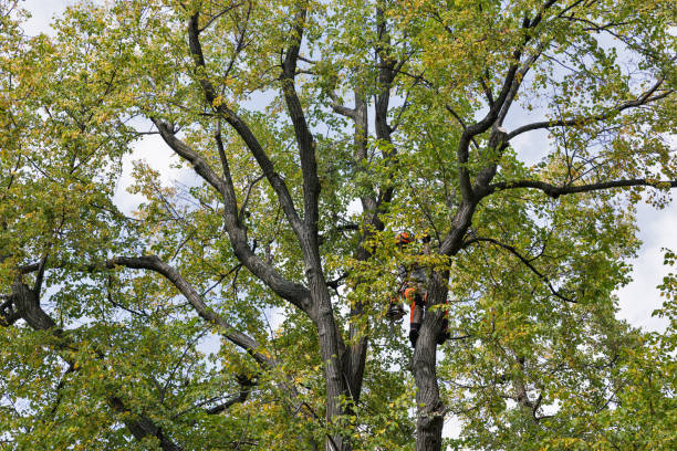 Best Tree Trimming and Pruning  in Orida Ridge, FL